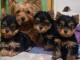 adoption chiot Yorkshire terrier femelle et m&acirc;le 
