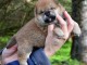 chiot Shiba inu a donner 