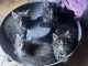 adorable chaton Maine coon disponible 