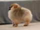 chiot type spitz allemand &agrave; vendre 