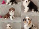 Dons b&eacute;b&eacute; chiot berger australien disponible 