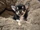 je donne chiot chihuahua femelle 
