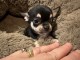 chiot chihuahua disponible pour adoption 