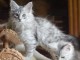 maine coon disponible pour adoption 