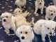 chiot berger blanc suisse adoption 