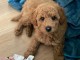 magnifique chiot cockapoo disponible 