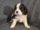 je donne chiot cavalier king charle disponible pour adoption 