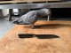 perroquet gris du Gabon pour adoption 