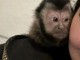 b&eacute;b&eacute; singe capucin m&acirc;le pour adoption 