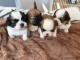 Dons b&eacute;b&eacute; chiot Shih Tzu lof 