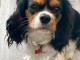 chiot cavalier king charle femelle a donner 