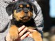 je donne chiot rottweiler disponible 