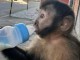 b&eacute;b&eacute; singe capucin m&acirc;le &agrave; adopter 