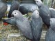 perroquet gris du Gabon pour adoption 