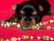 chiot Yorkshire femelle &agrave; donner 