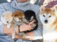 Sublimes chiots Shiba Inu pure race