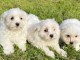Chiots Bichons Maltais d&eacute;j&agrave; sevr&eacute;s