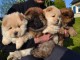 Beaux chiots Chow Chow pure race &agrave; r&eacute;server