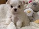 adorable chiot bichon maltais disponible 
