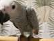 perroquet gris du Gabon pour adoption 