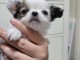 chiot type chihuahua m&acirc;le a donner 