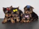 adoption chiot Yorkshire terrier magnifique 
