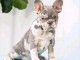 b&eacute;b&eacute; chiot bouledogue fran&ccedil;ais disponible 