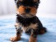 je donne chiot Yorkshire terrier femelle 