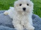 chiot bichon maltais &agrave; donner 