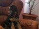 chiot berger allemand disponible pour adoption 