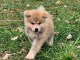 chiot type Akita inu disponible 