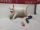 chiot berger blanc suisse adoption 