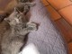 chaton ch&acirc;treux disponible pour adoption 