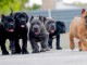 CHIOTS CANE CORSO disponibles