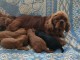 chiot cavalier king charle disponible 