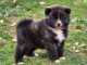 magnifique chiot Akita inu disponible 