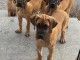 chiot dogue allemand disponible pour adoption 