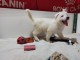 chiot berger blanc suisse adoption 