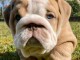 magnifique chiot bulldog anglais m&acirc;le a donner 