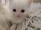 adorable chaton ragdoll m&acirc;le a donner 