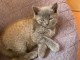 chaton ch&acirc;treux disponible pour adoption 