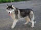 disponible chiot husky sib&eacute;rien 