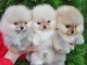 chiot type spitz nain Pom&eacute;ranie disponible 