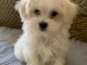 chiot bichon maltais &agrave; donner 