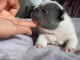 chiot bouledogue fran&ccedil;ais &agrave; donner 