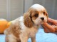 chiot cavalier king charle disponible 