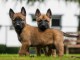 CHIOTS BERGER BELGE MALINOIS