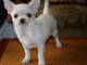 Adorable chiot Chihuahua femelle
