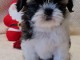 magnifique chiot Shih Tzu a donner 