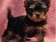 adorable chiot Yorkshire m&acirc;le disponible 